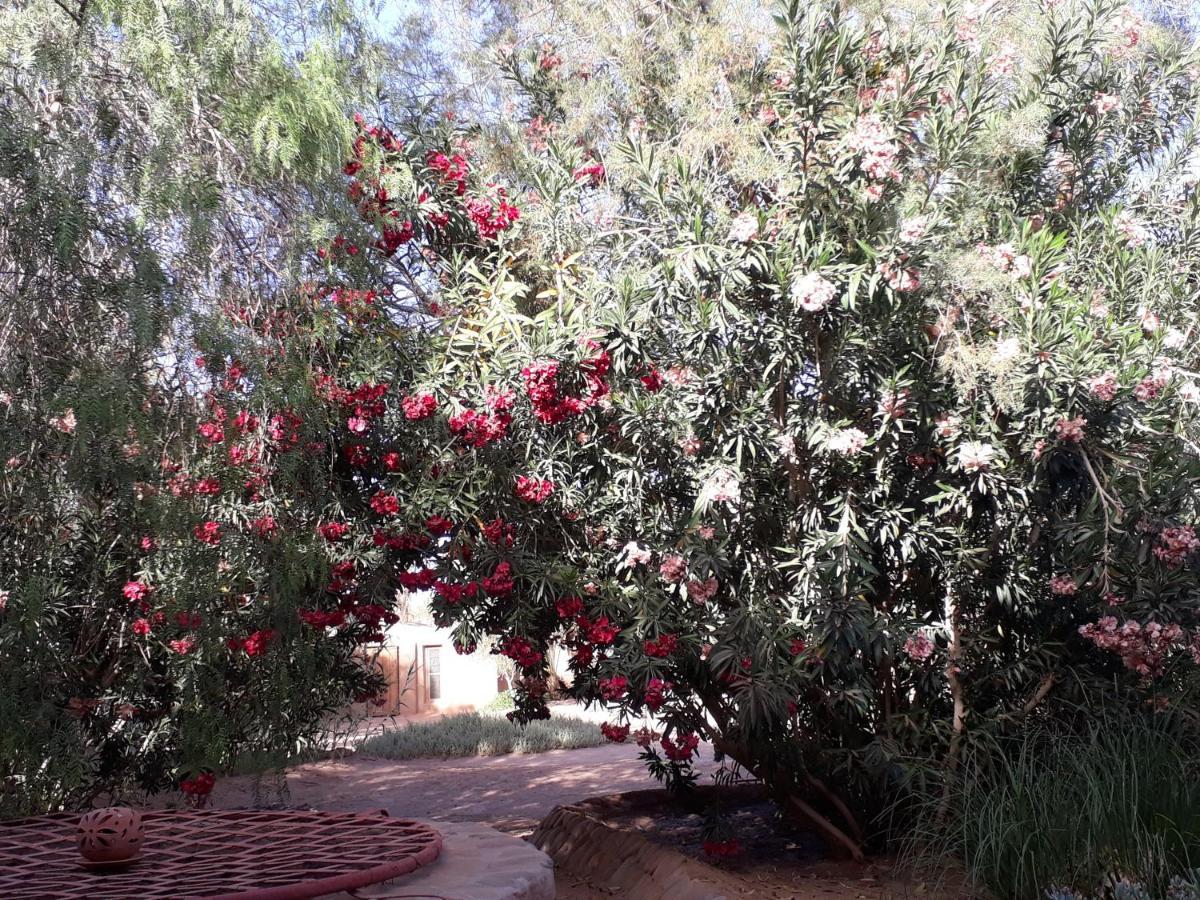 Dar Paru Bed and Breakfast M'Hamid Exteriör bild