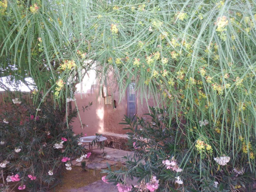 Dar Paru Bed and Breakfast M'Hamid Rum bild