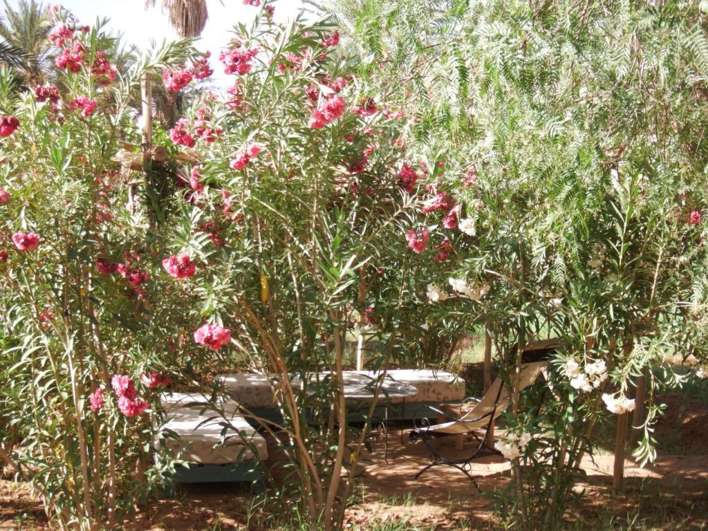 Dar Paru Bed and Breakfast M'Hamid Exteriör bild